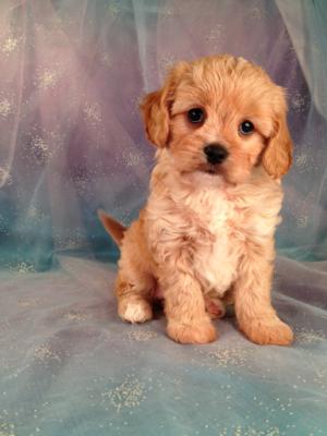 Female Cavachon Puppy #1 Cavachons for sale by a professional dog Breeder|Airline tickets only $150 for your new pup!